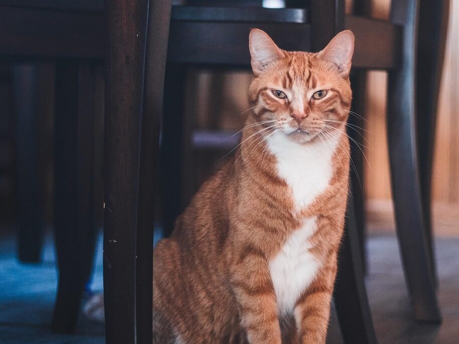 cat, feline, whiskers, pet, chair, home, orange male cat, male cat, nature, animal