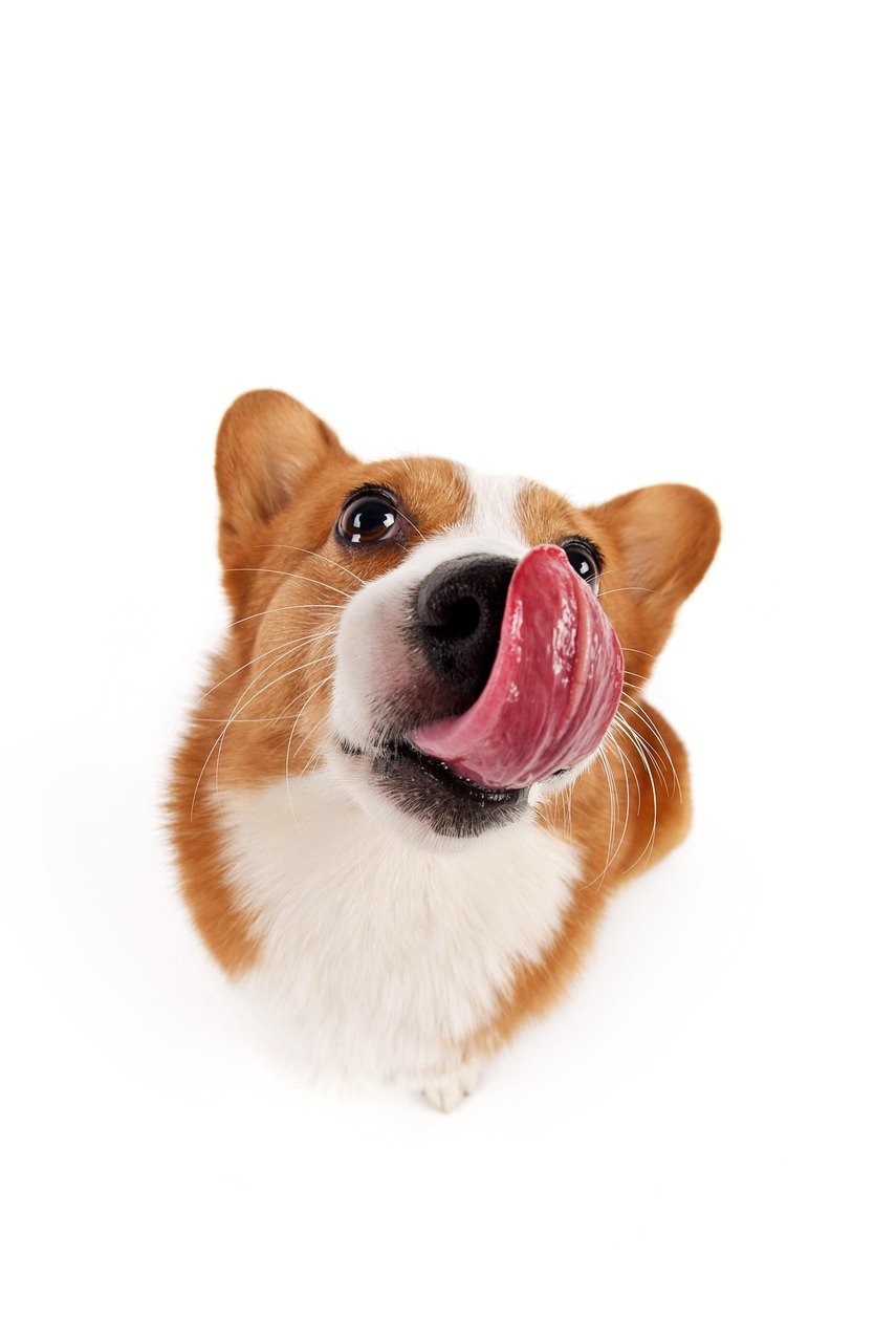 pets, dog, animal, pet, corgi